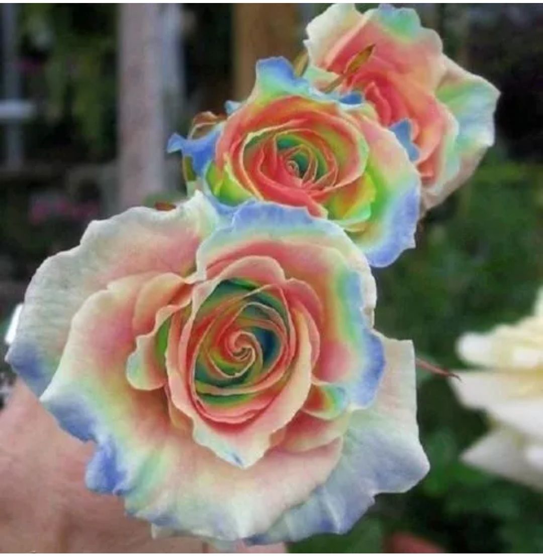 Rare Rainbow Rose Seeds ( Non- GMO)_0