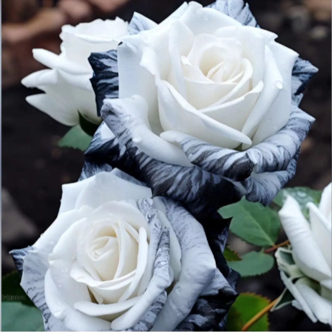 Ink Rose Seeds (Non- GMO)_2
