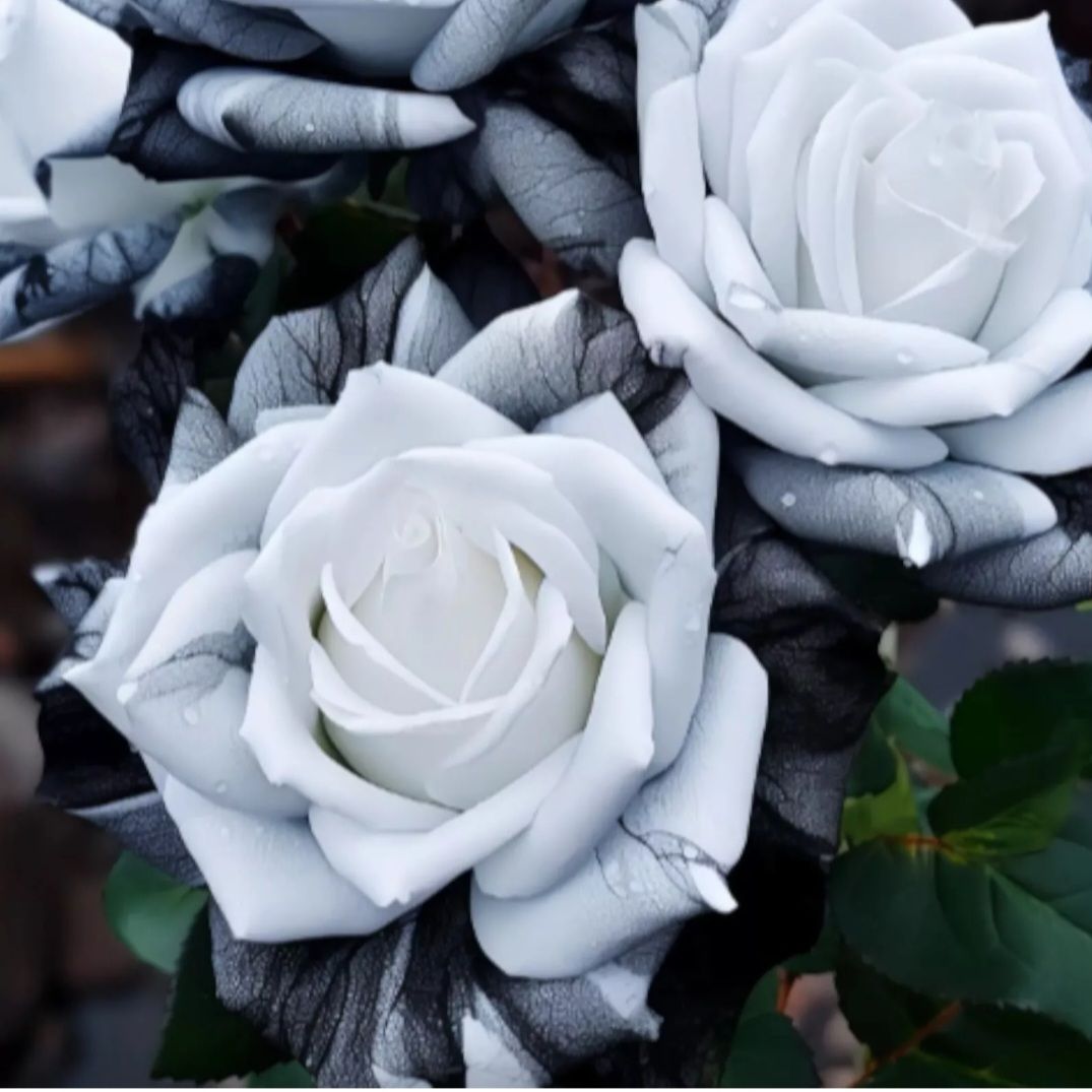 Ink Rose Seeds (Non- GMO)_1
