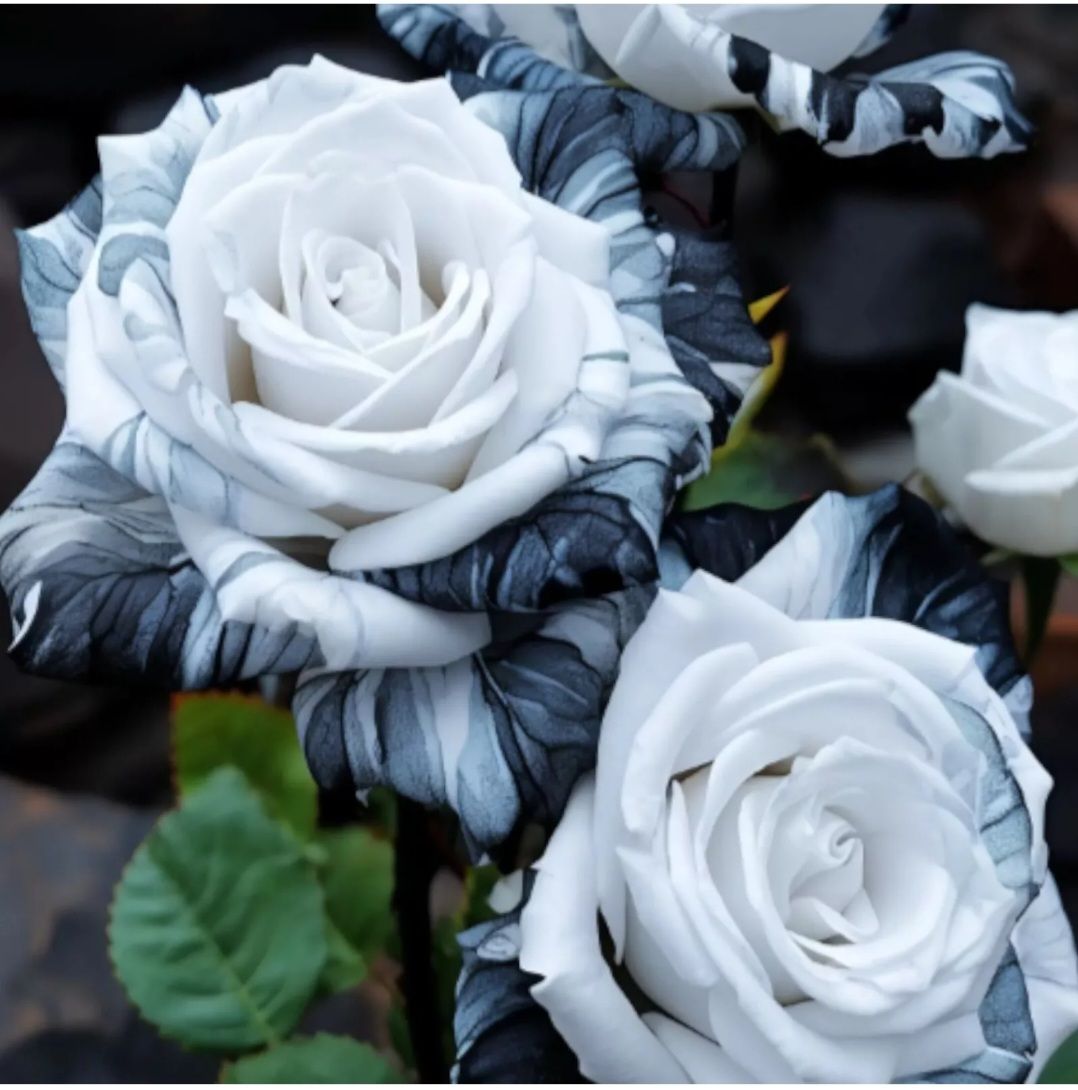 Ink Rose Seeds (Non- GMO)_3