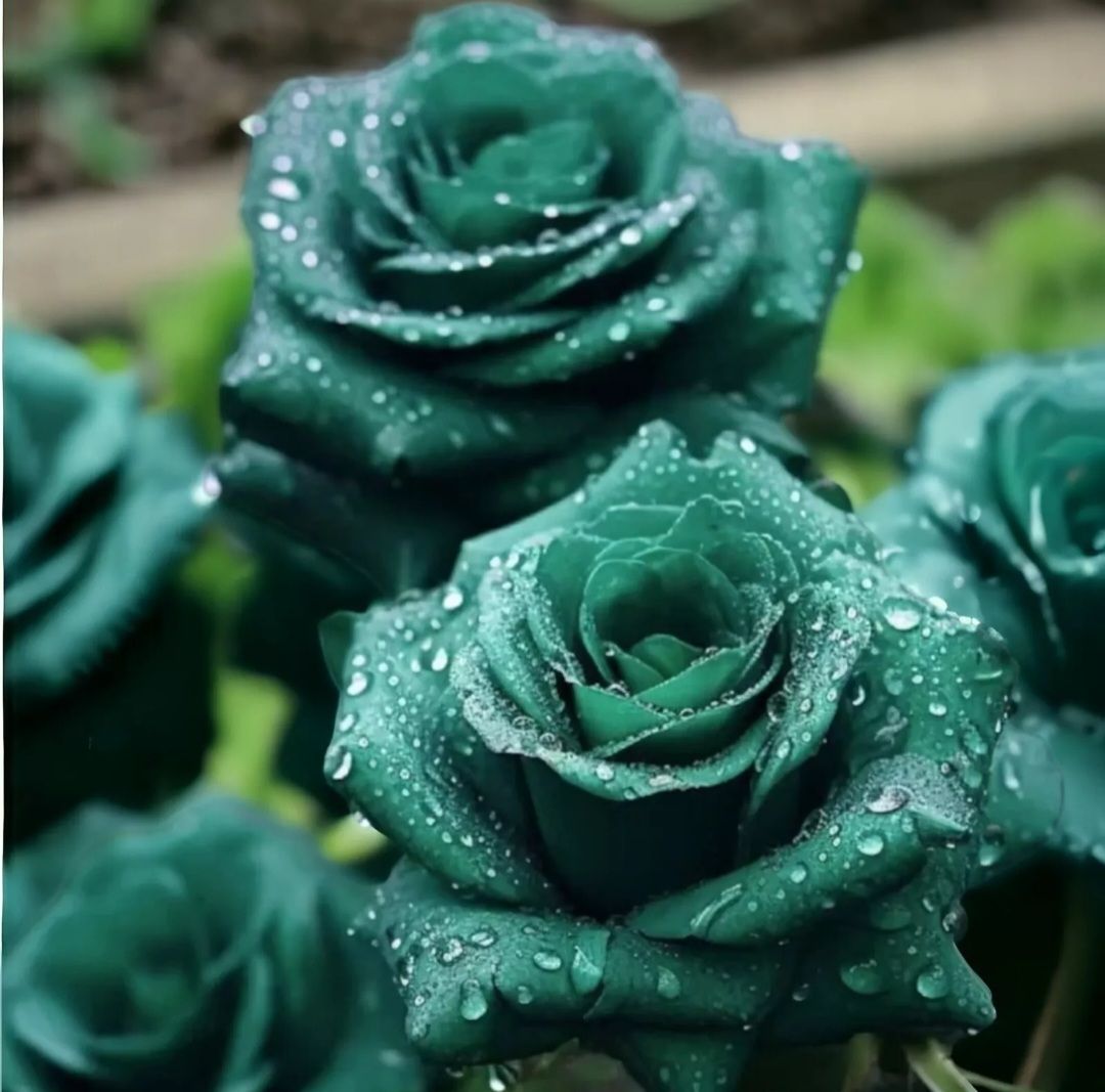 Exotic Green Rose Seeds_0