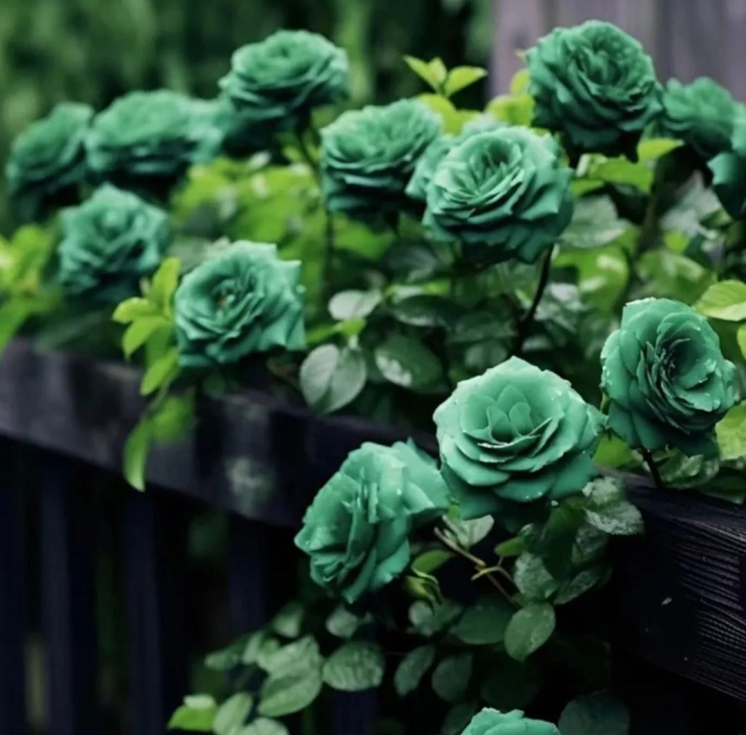 Exotic Green Rose Seeds_1