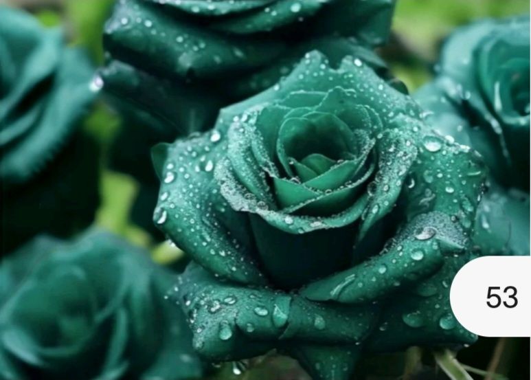 Exotic Green Rose Seeds_2