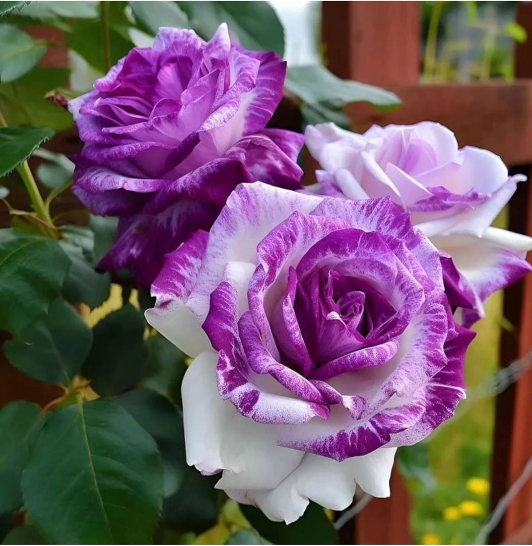 Rare Purple & White Rose Seeds_0
