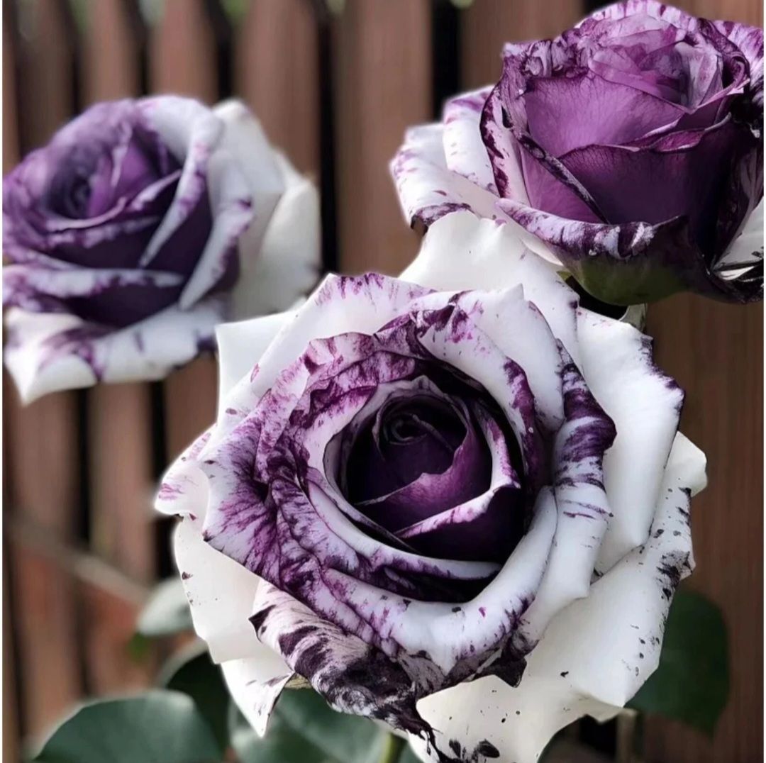 Rare Purple & White Rose Seeds_1