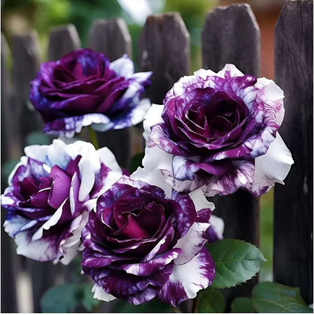 Rare Purple & White Rose Seeds_2