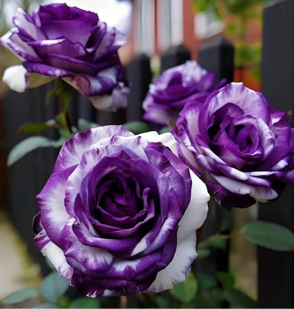 Rare Purple & White Rose Seeds_3