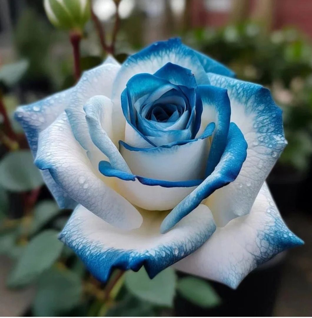 Rare Blue & White Rose Seeds_0