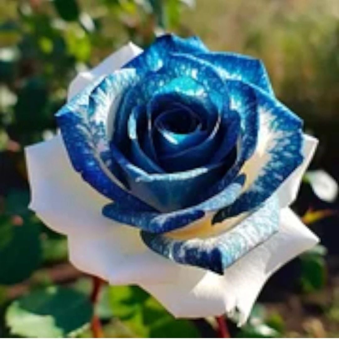 Rare Blue & White Rose Seeds_1