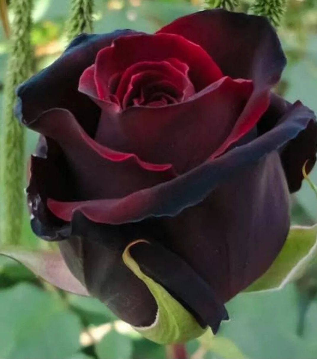 Exotic Black/ Black Mixed Rose Seeds_1