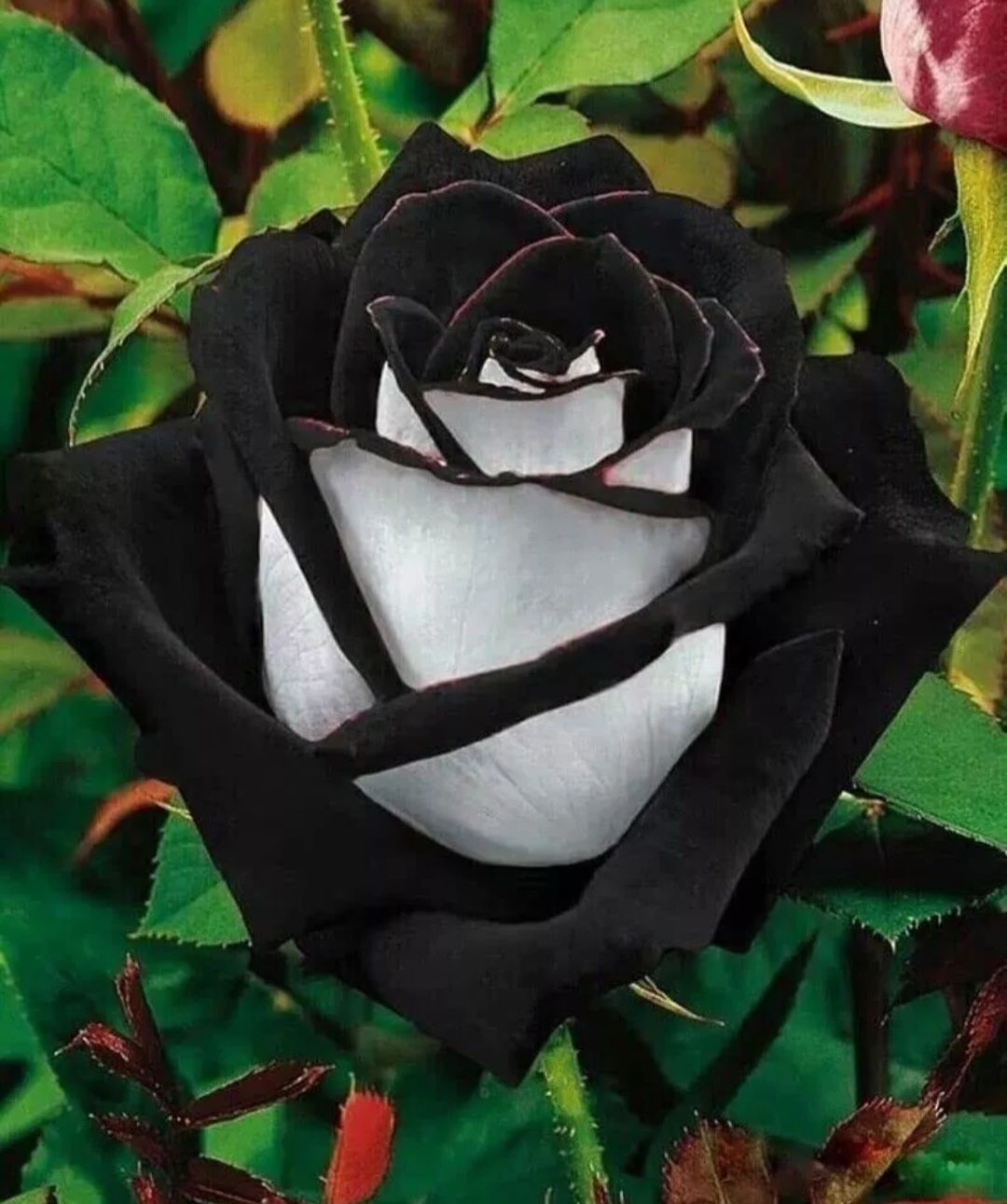Exotic Black/ Black Mixed Rose Seeds_2