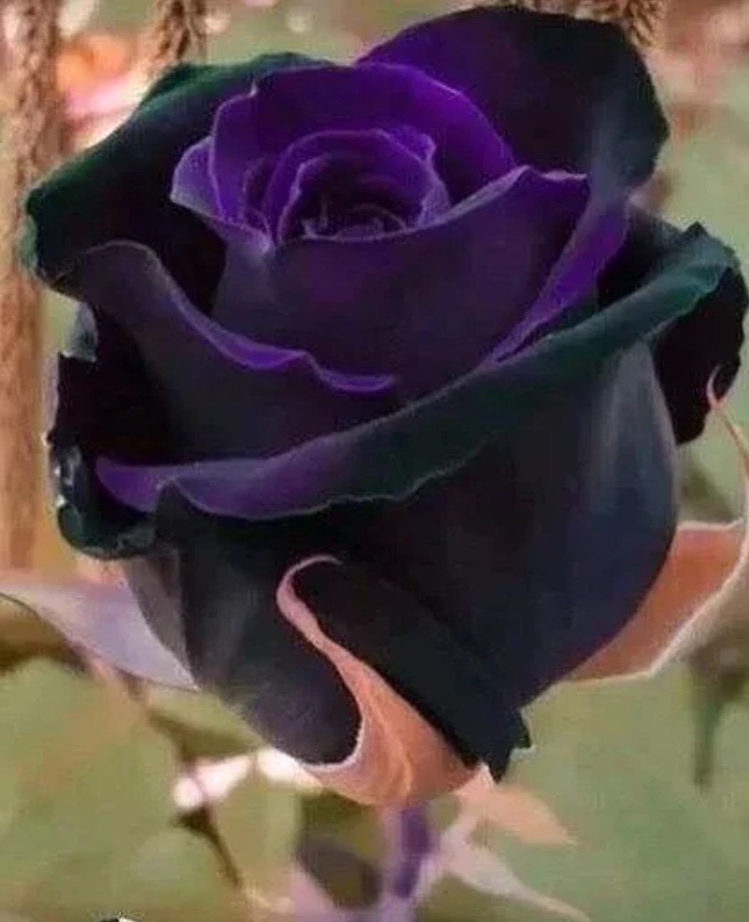 Exotic Black/ Black Mixed Rose Seeds_3