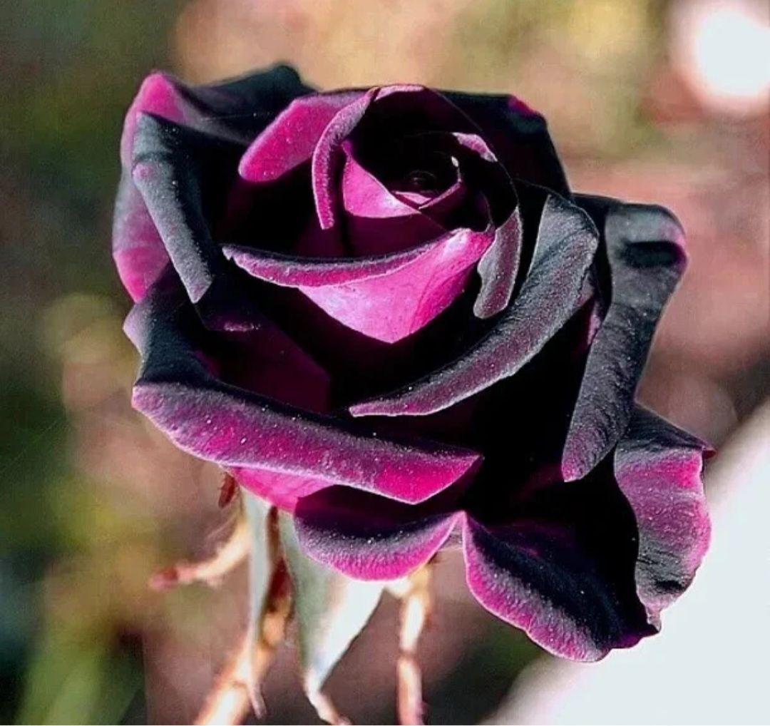 Exotic Black/ Black Mixed Rose Seeds_5