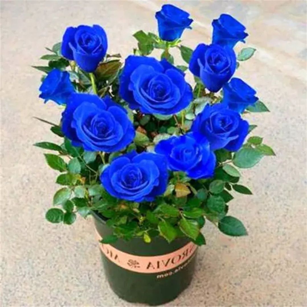 Rose Seeds (Optional Mix)_0