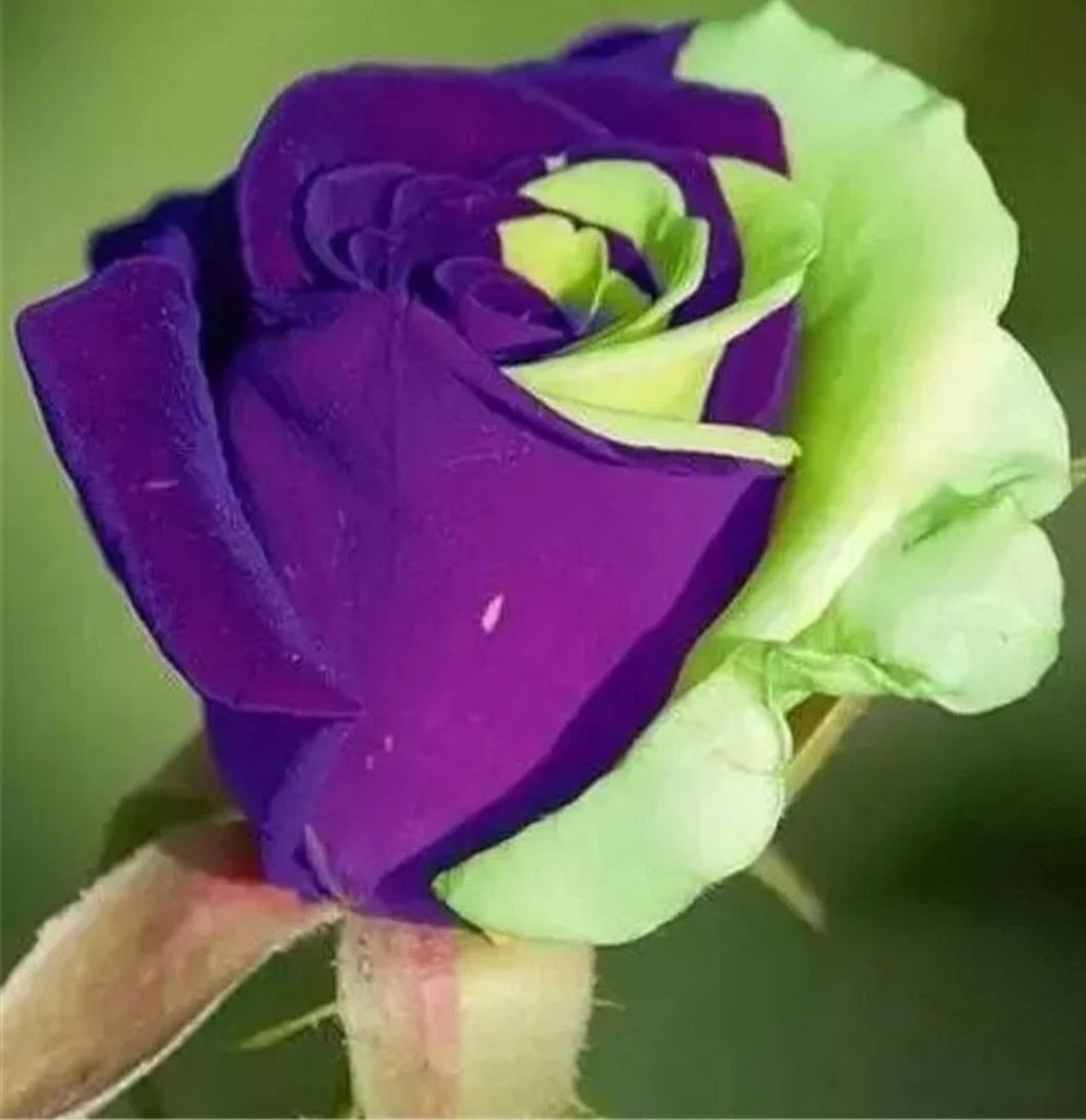 Rose Seeds (Optional Mix)_1