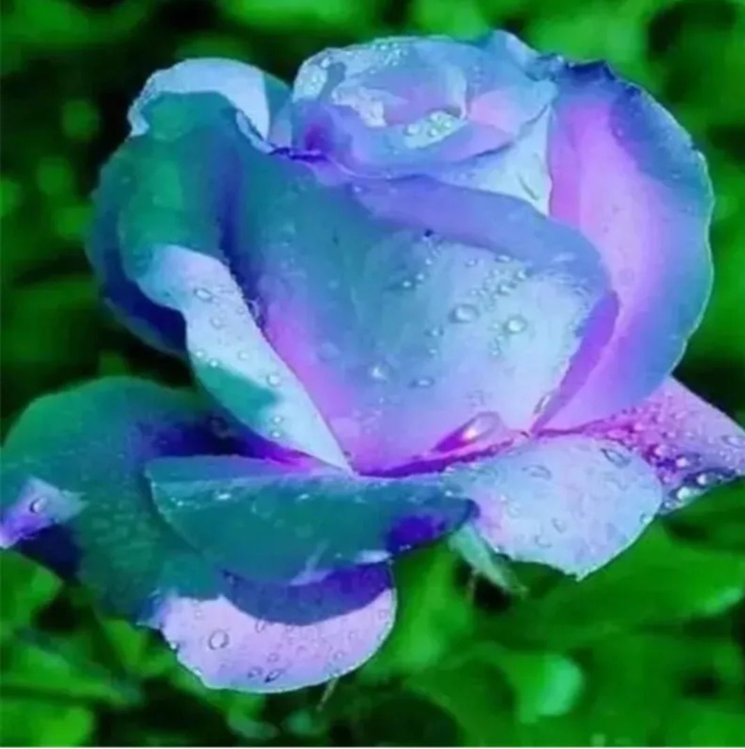 Rose Seeds (Optional Mix)_2