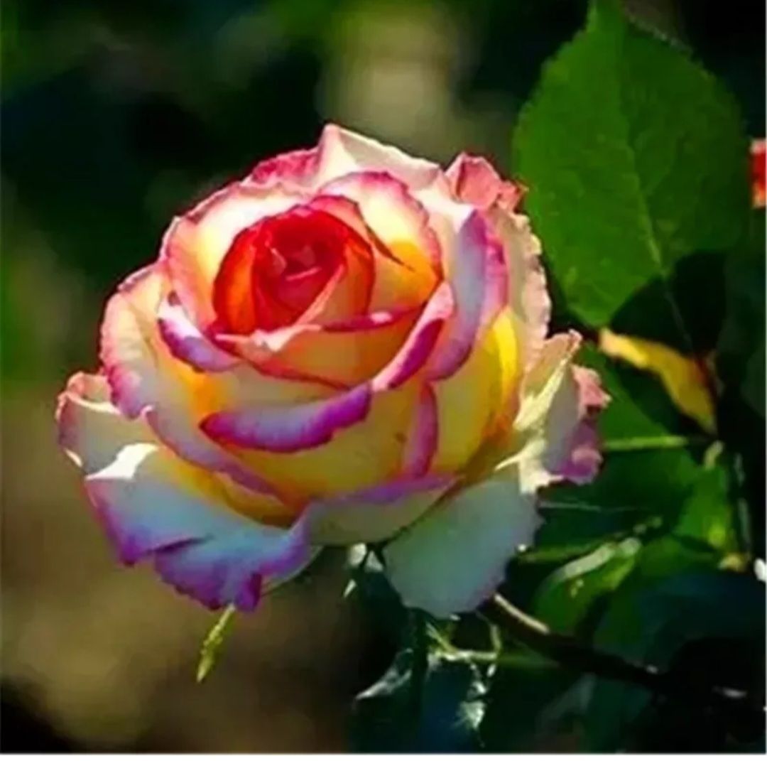 Rose Seeds (Optional Mix)_3
