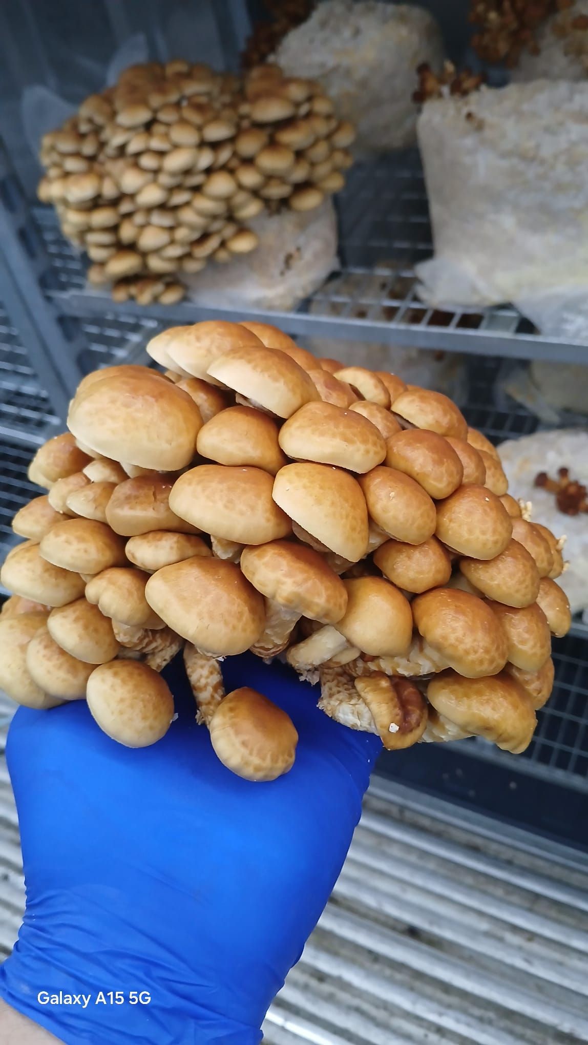 Nameko per 250 grams _0