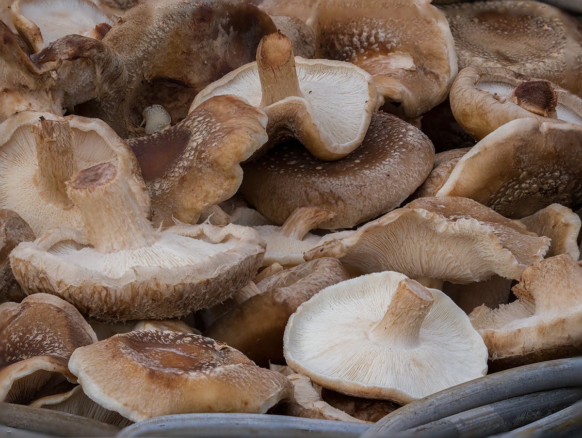 Shiitake 250 gr_0