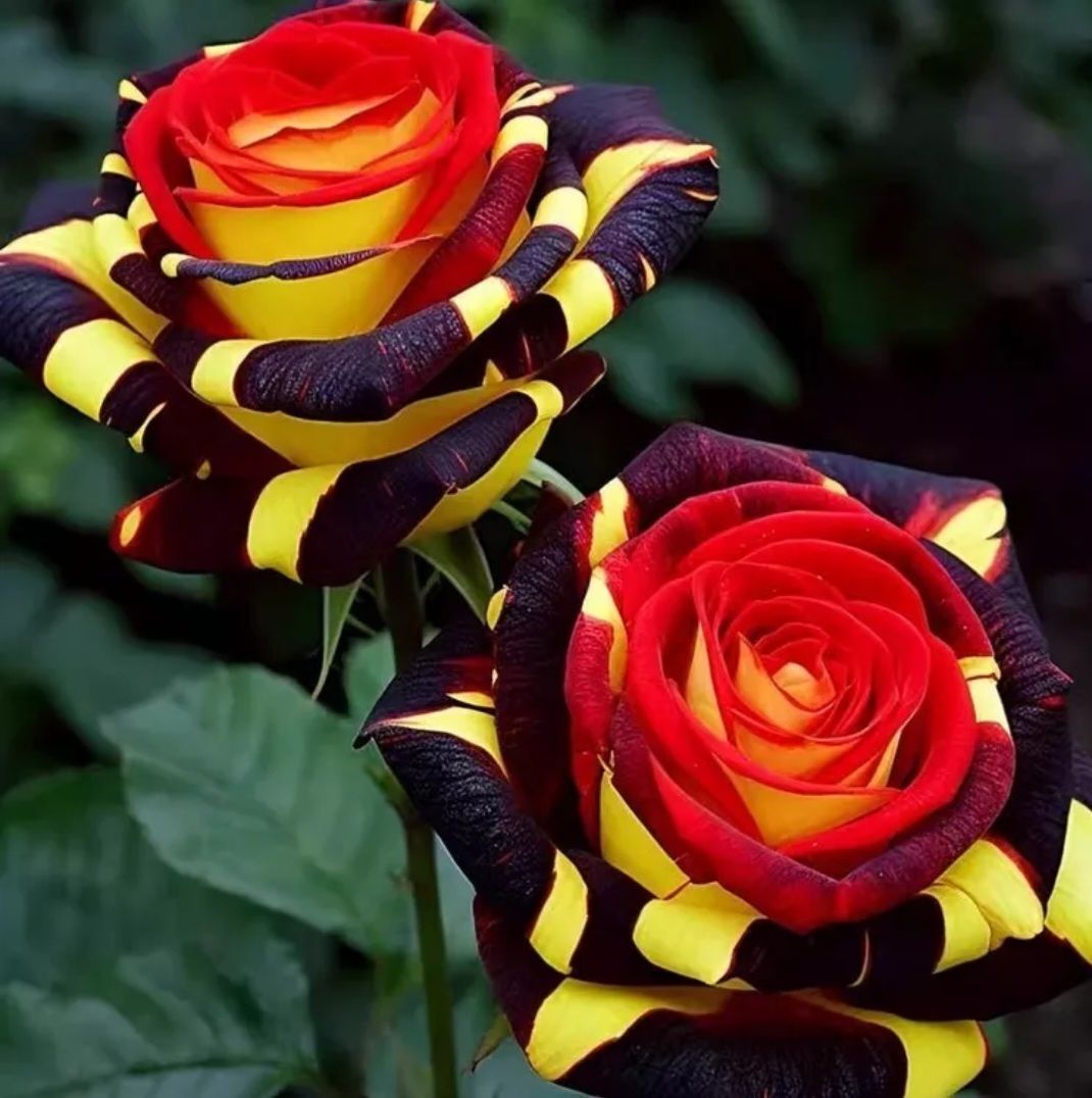Rare Fire Rose Seed_0