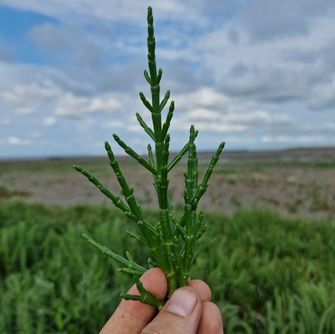 Zeekraal - glasswort_0
