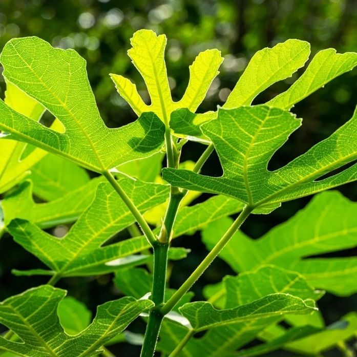 Vijgenblad Figleave_0
