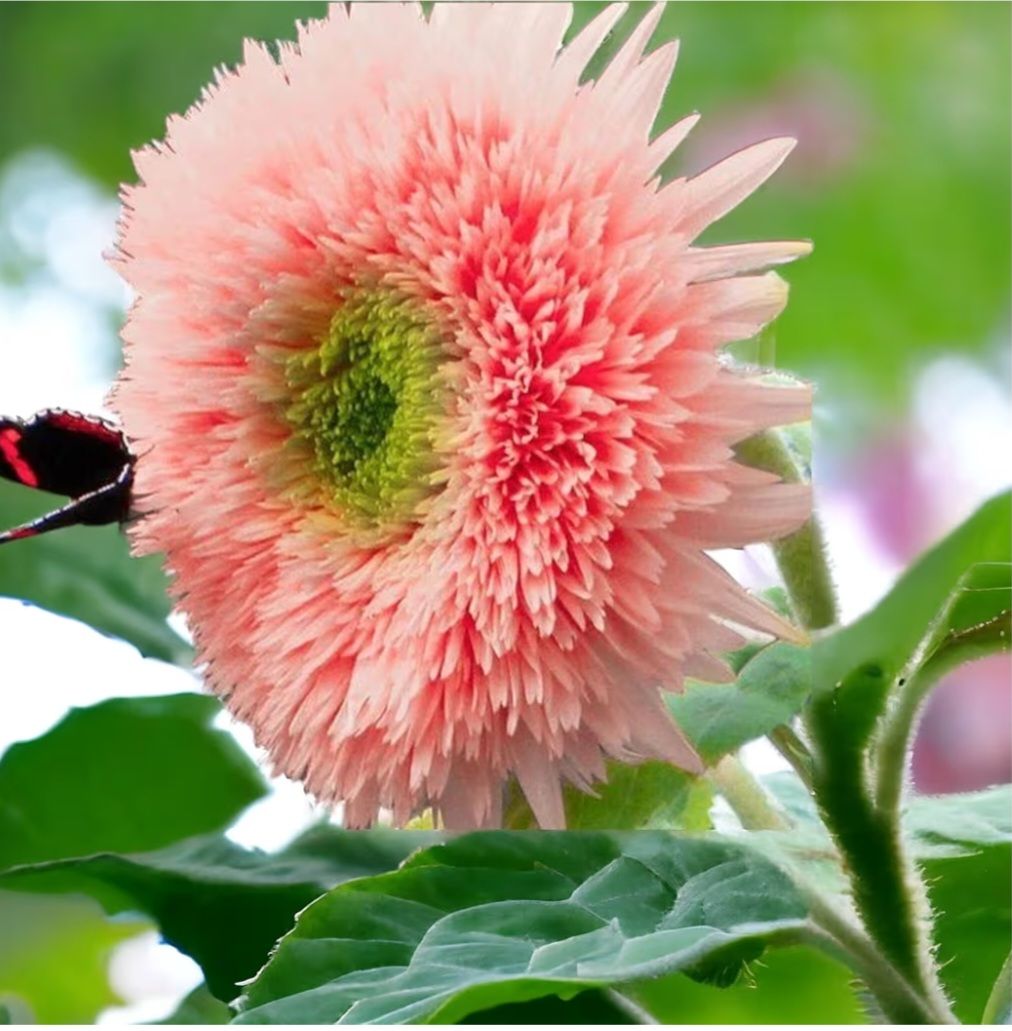 Pink Pooh Sunflower Seeds_0