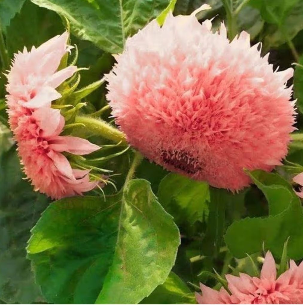 Pink Pooh Sunflower Seeds_1