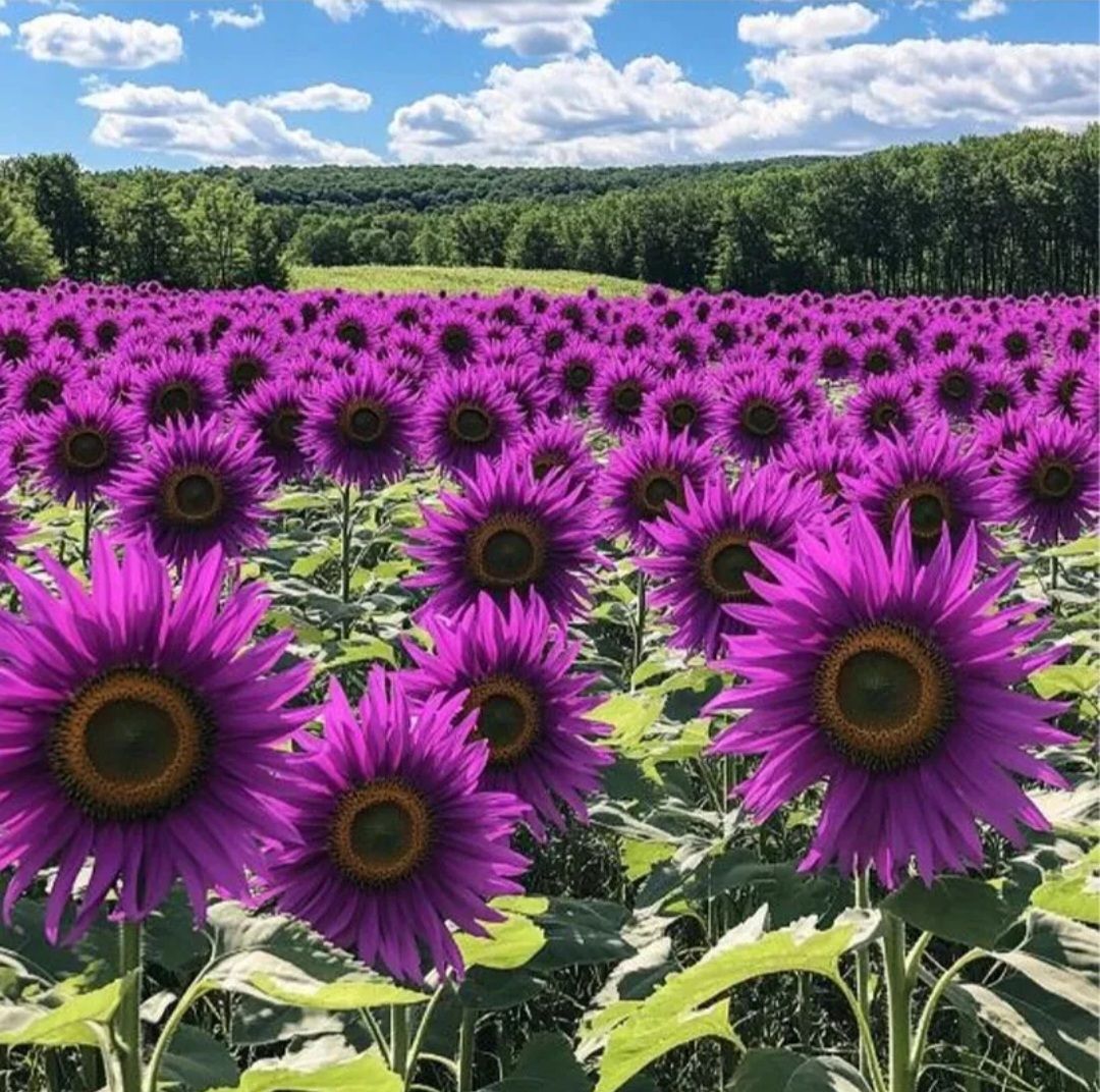 Purple Sunflower Seeds_1