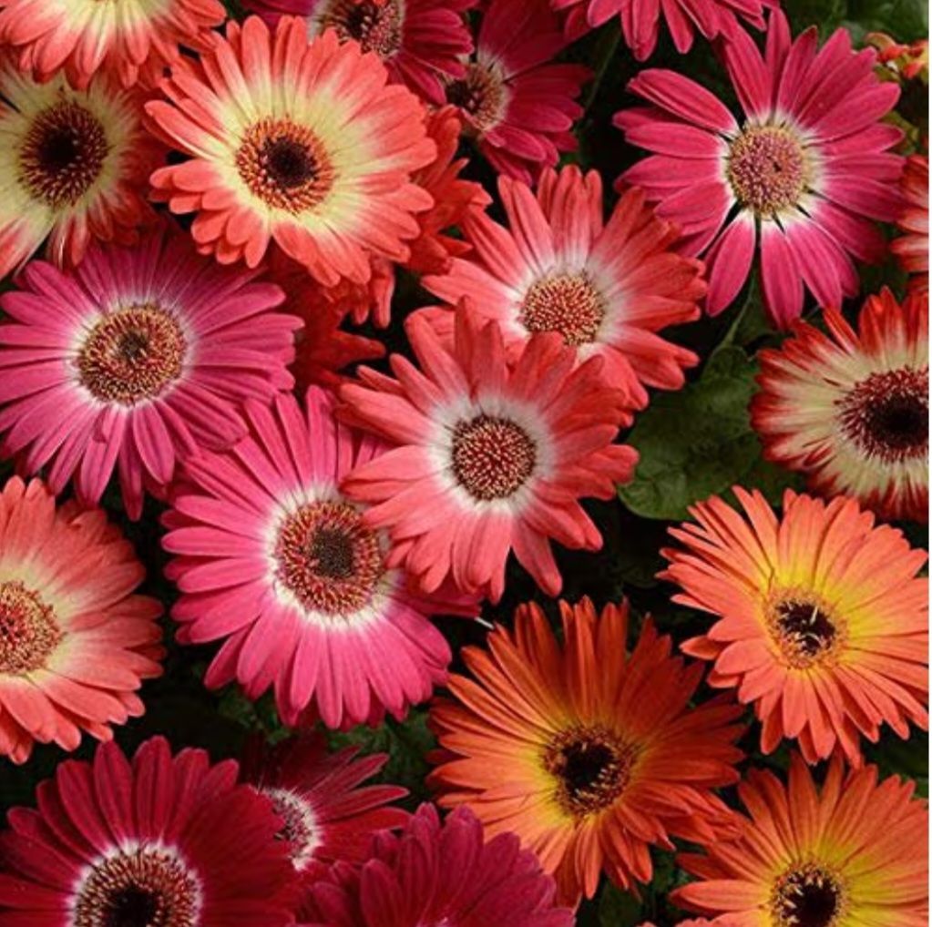 Bi-Colour Mix Gerbera Daisy Seeds_0