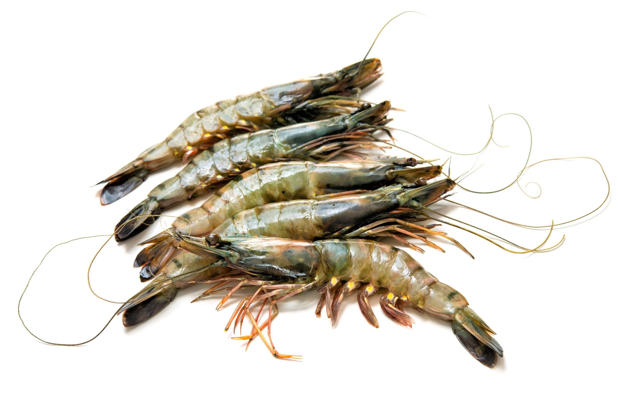 Breco Seafood Tiger Prawns H/O 13/15 800gr_0