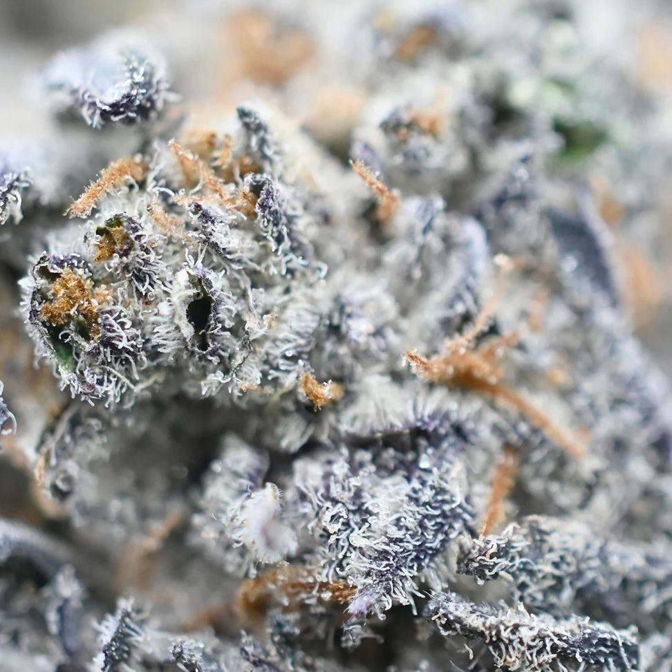 GOD’S GREEN CRACK – THUNDER BUDDIES_2