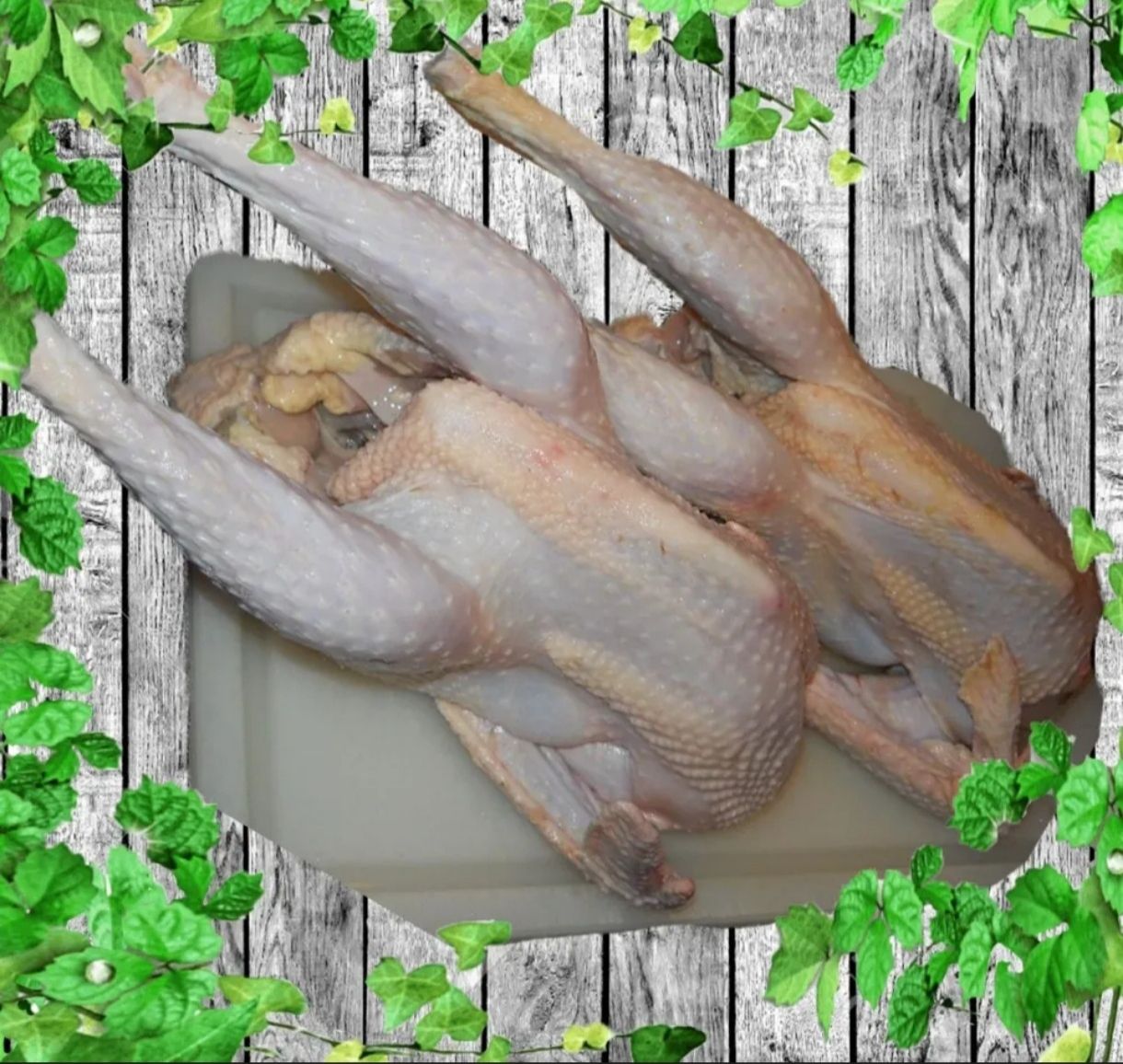 A- Ayam Tua 1.4kg_0