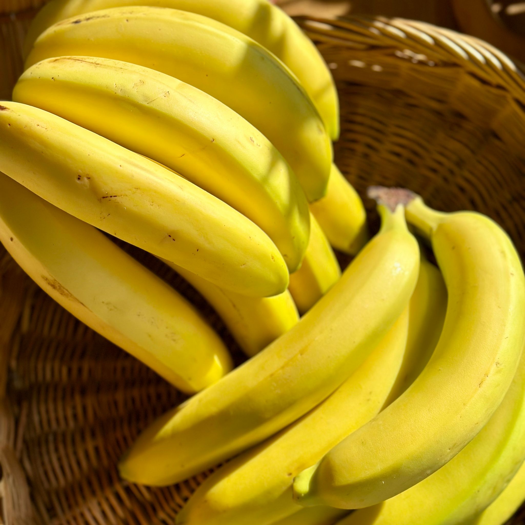 Banaan Bio_1