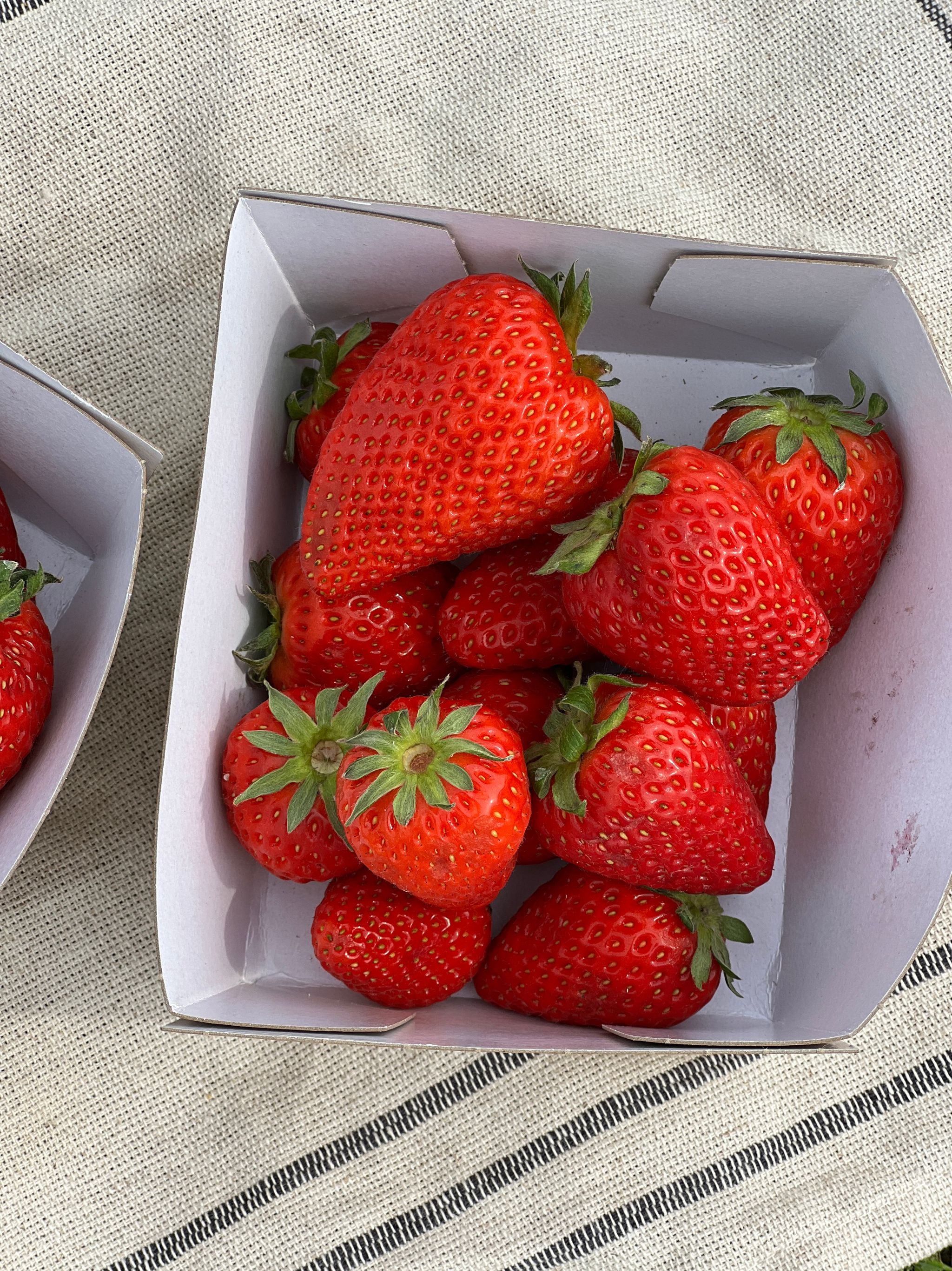 Aardbeien Bio_1