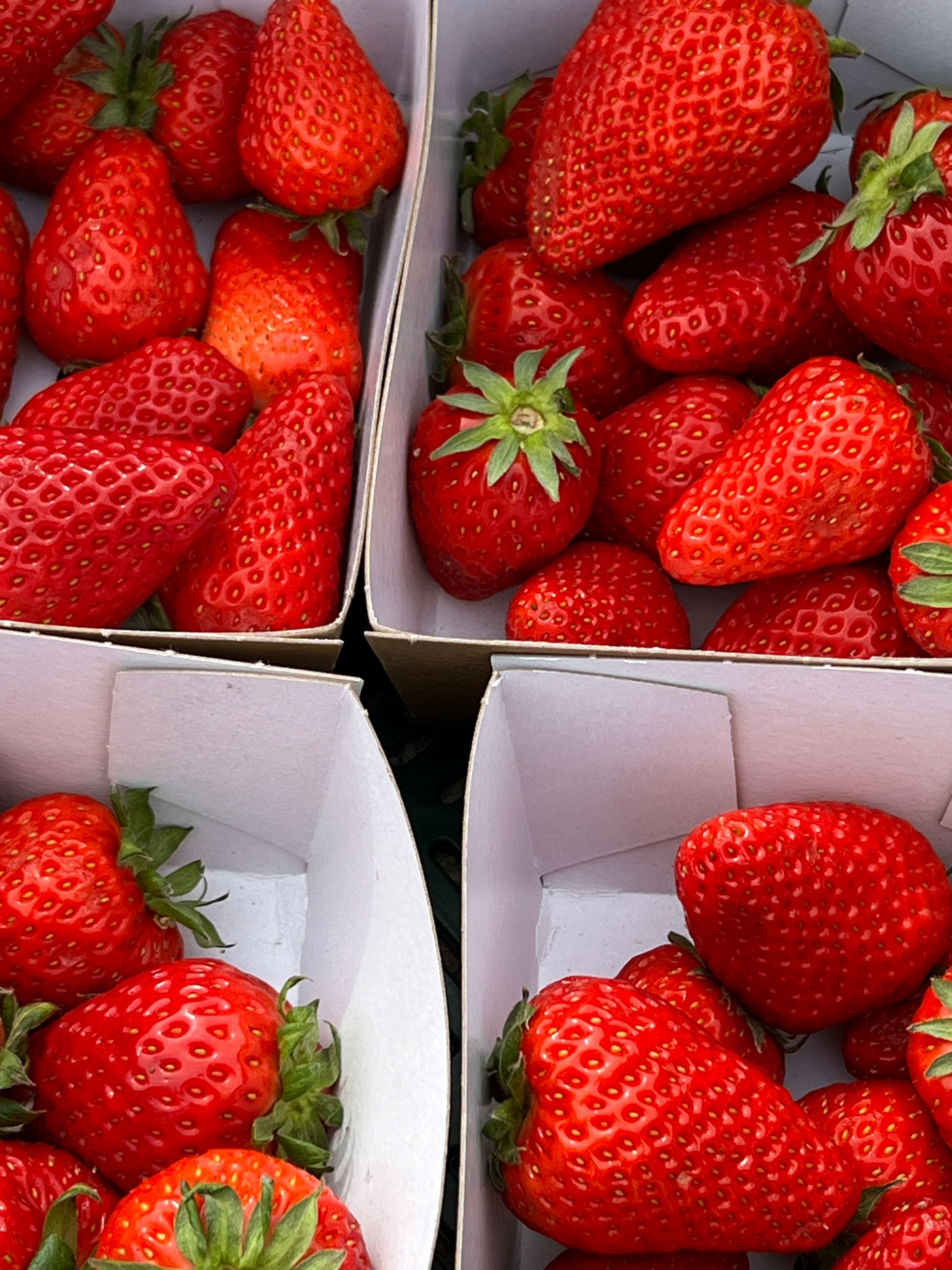 Aardbeien Bio_2