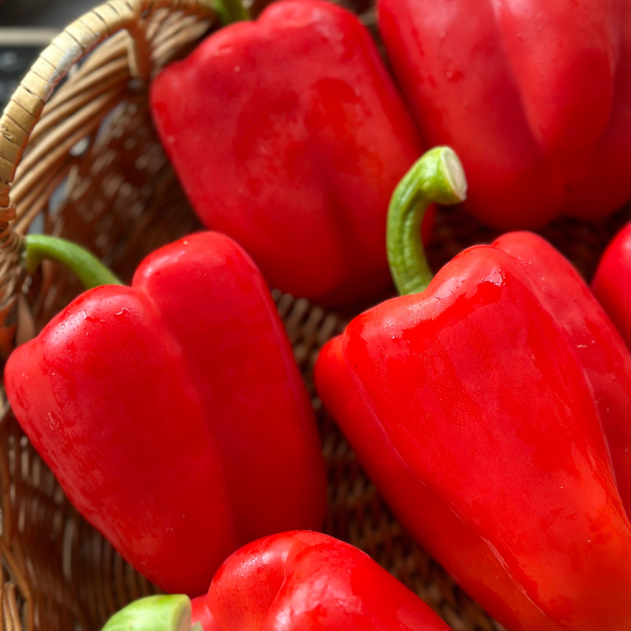 Paprika Rood Bio_2