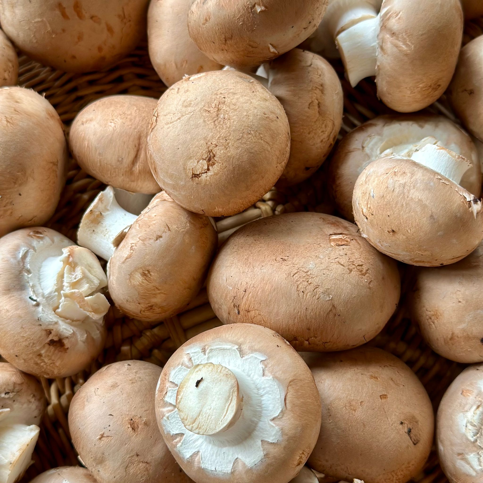 Champignon Kastanje Bio_2