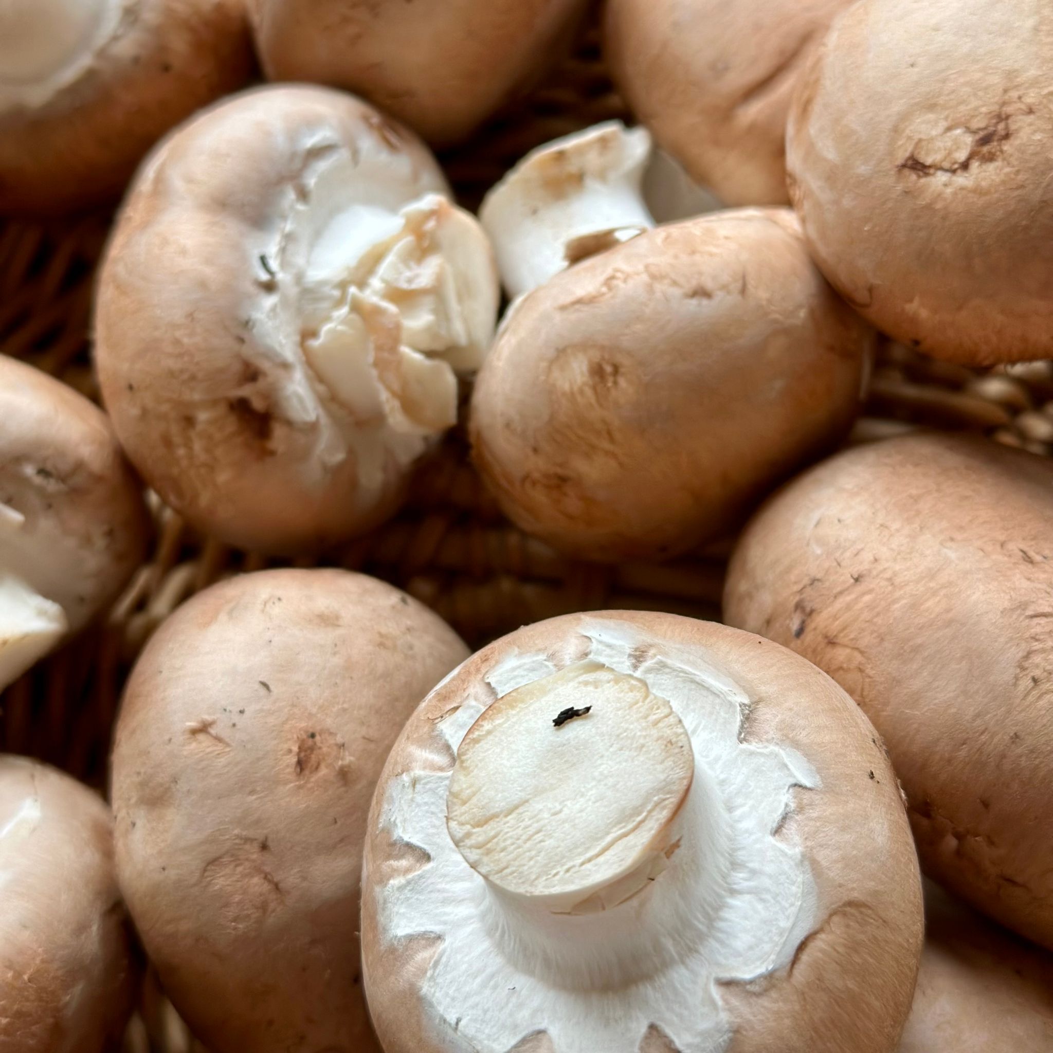 Champignon Kastanje Bio_0