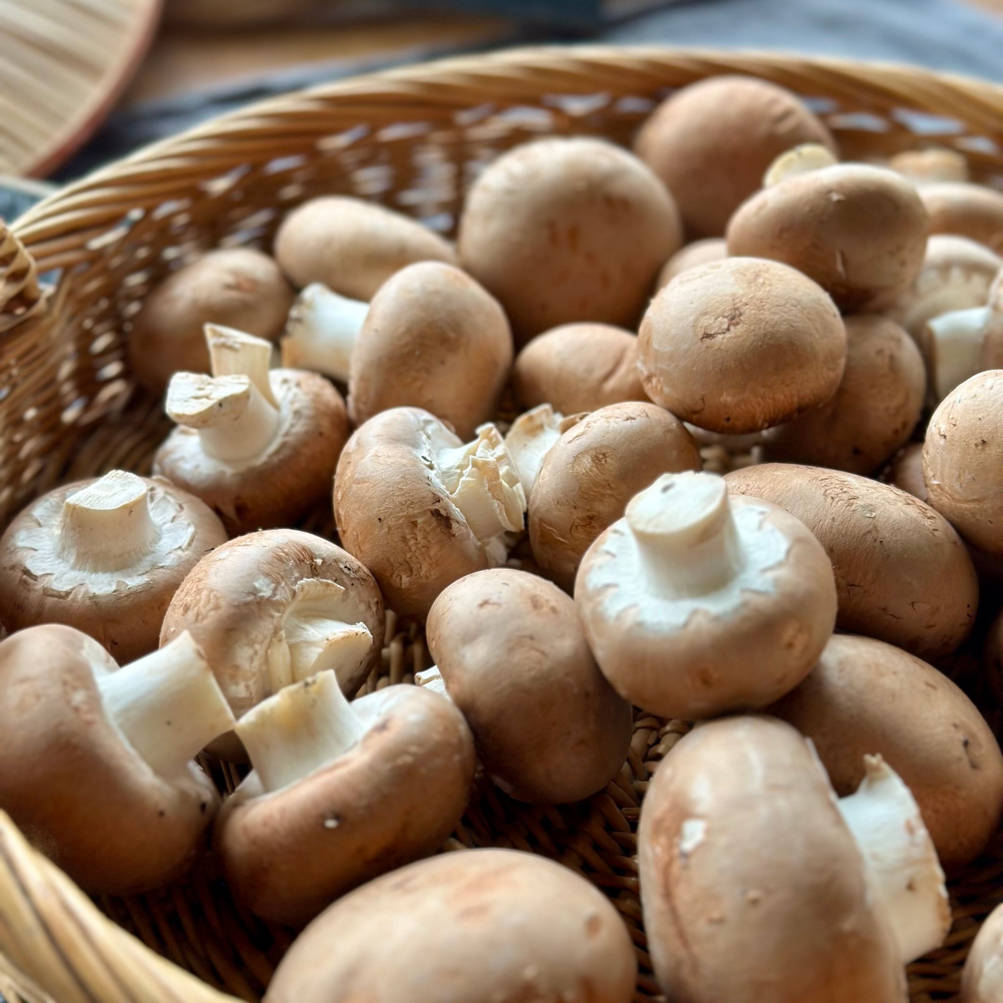 Champignon Kastanje Bio_3