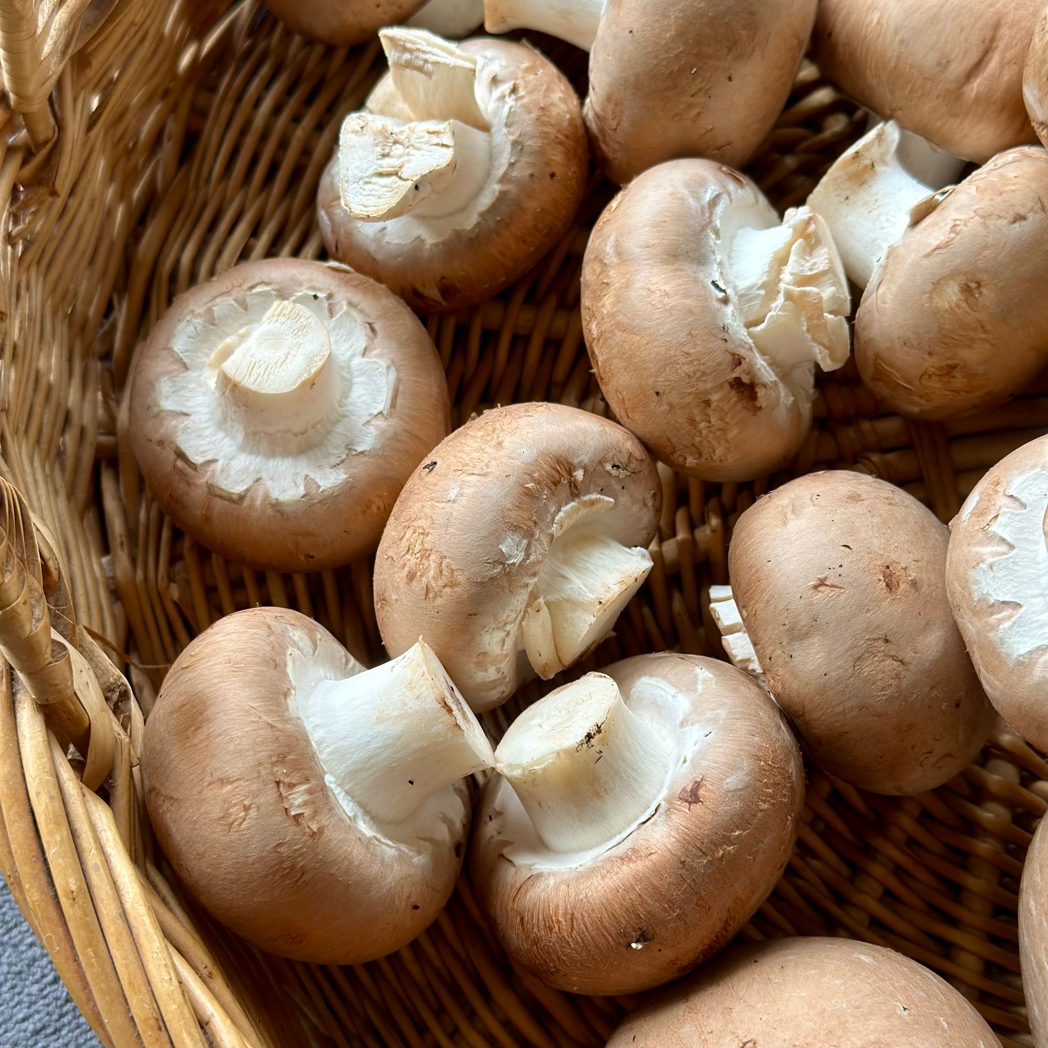 Champignon Kastanje Bio_1
