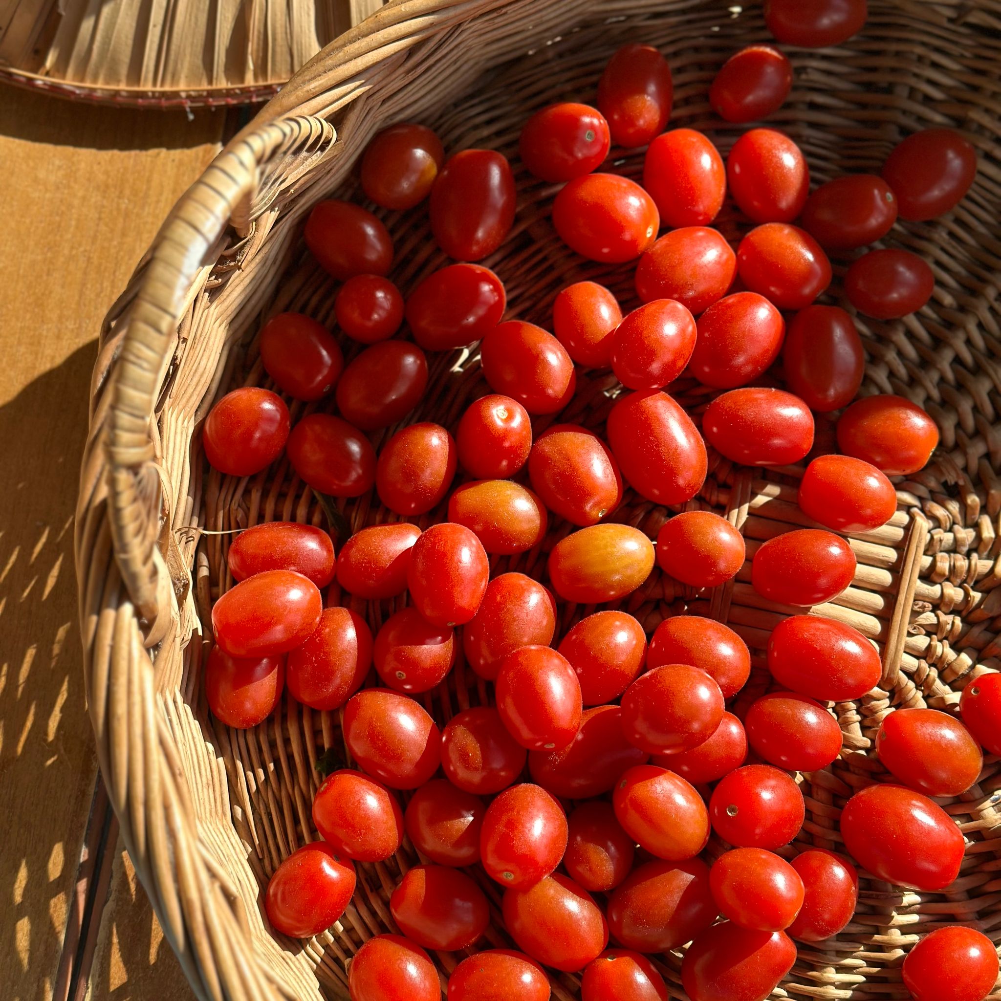 Cherry Rome Tomaat Bio_1