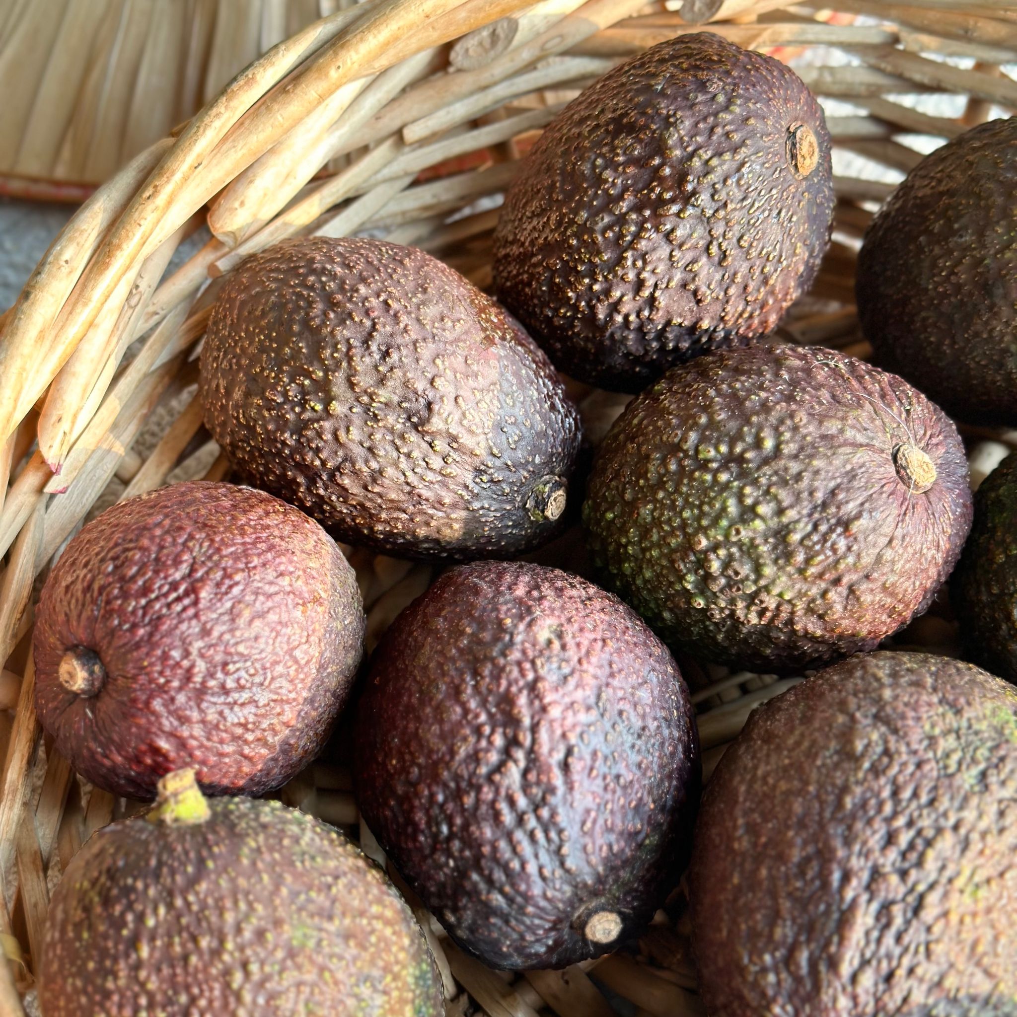 Avocado Bio_0