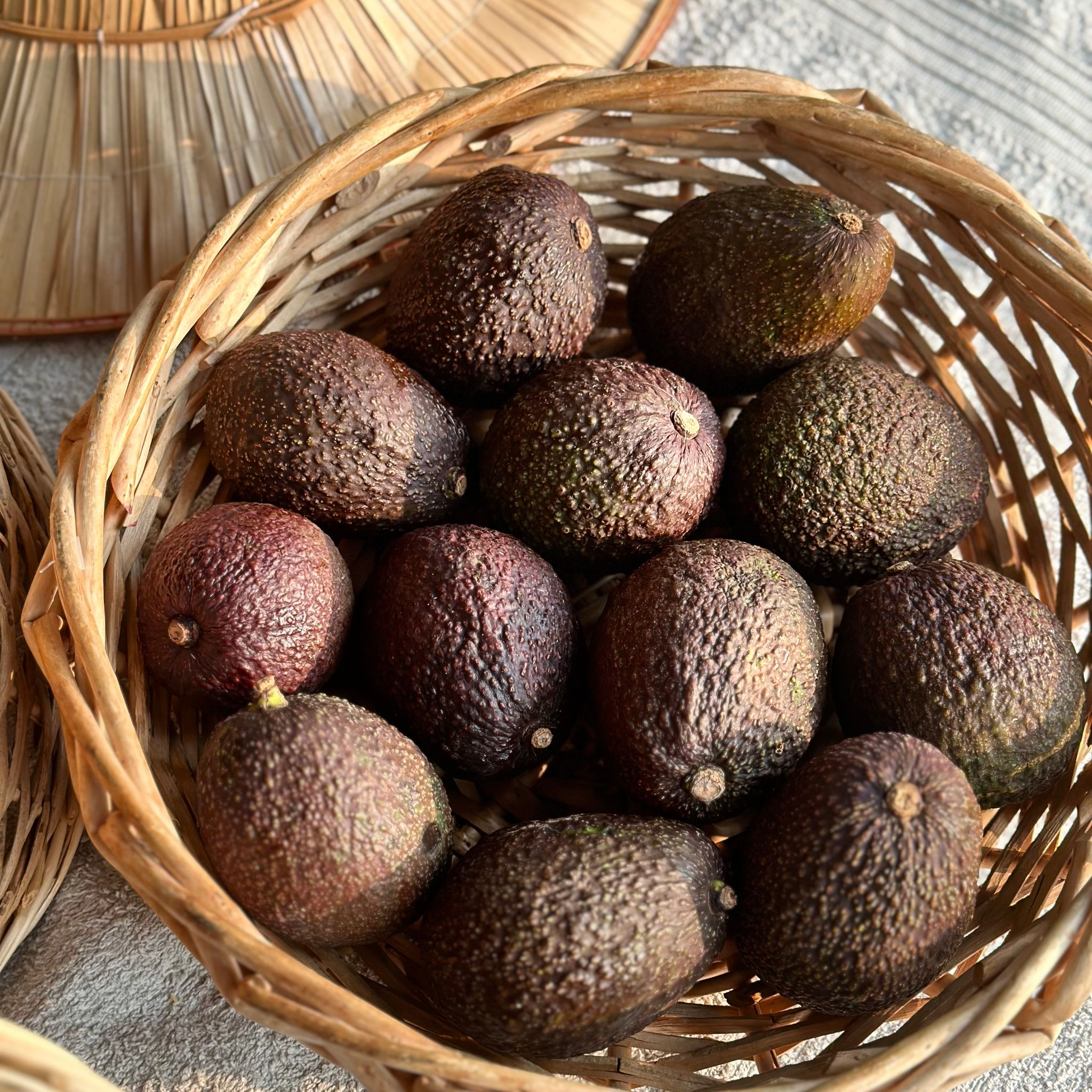 Avocado Bio_2