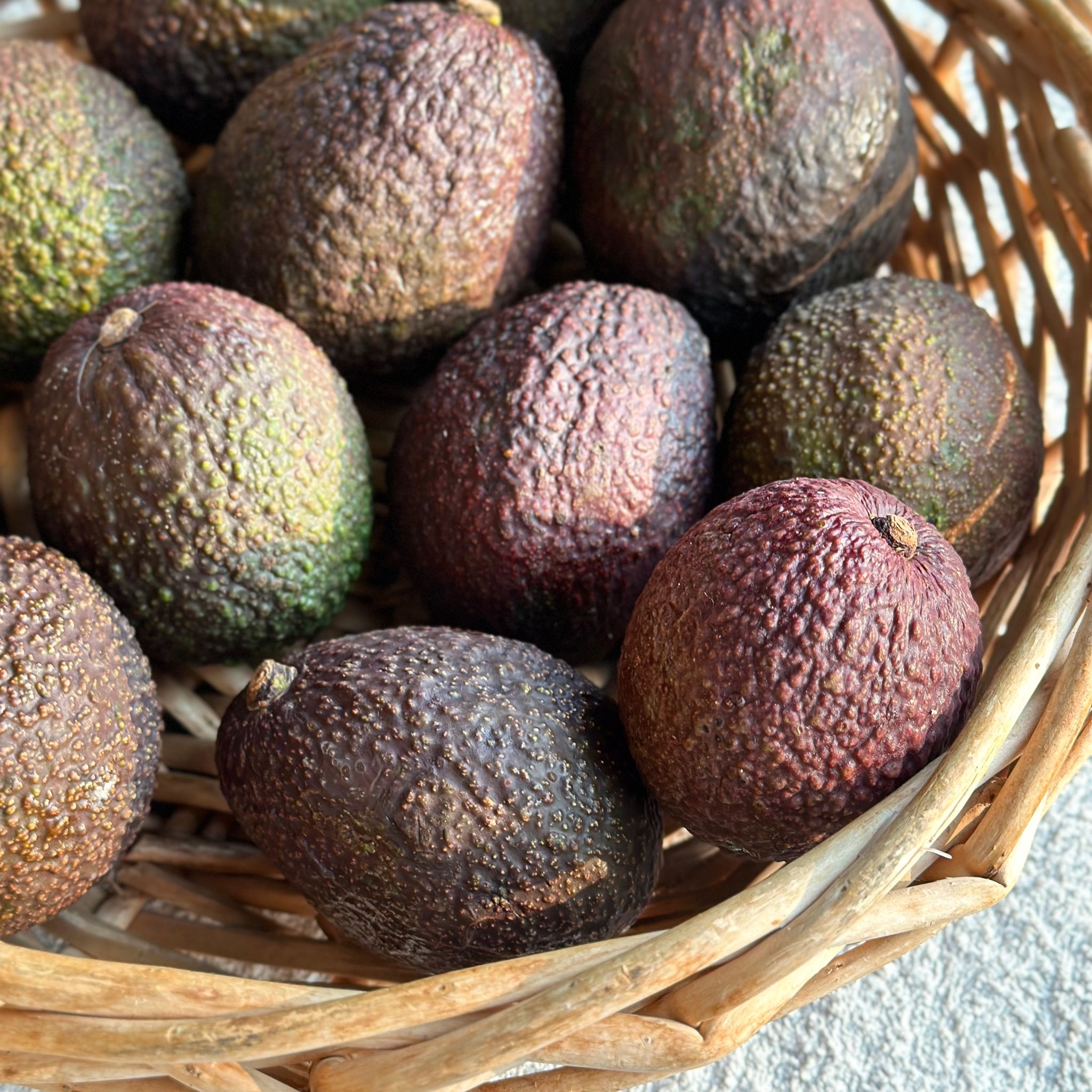 Avocado Bio_1