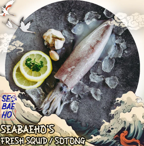 Squid / Sotong 苏东_0