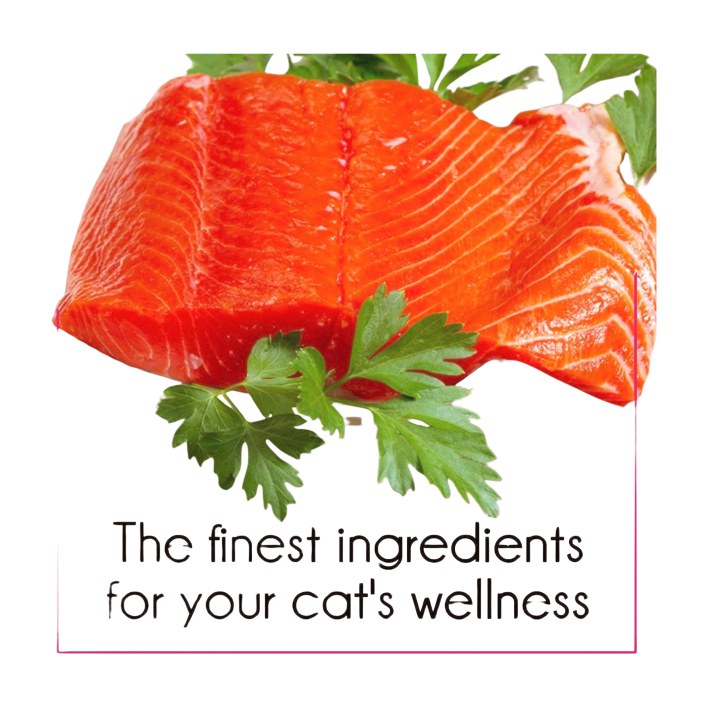 PurePet AdultCat Dry Food  Tuna Salmon 3kg_3