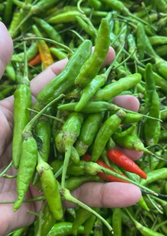 Cili Padi Kampung_0