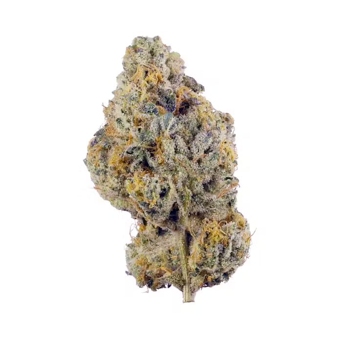 Indoor Flower_3