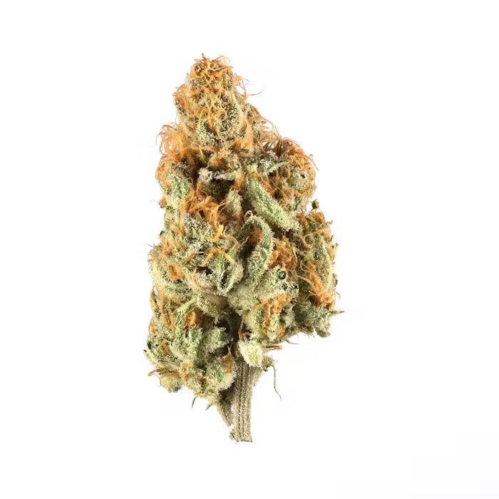 Indoor Flower_4